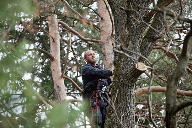 Professional Tree Removal Services in Weiser, ID